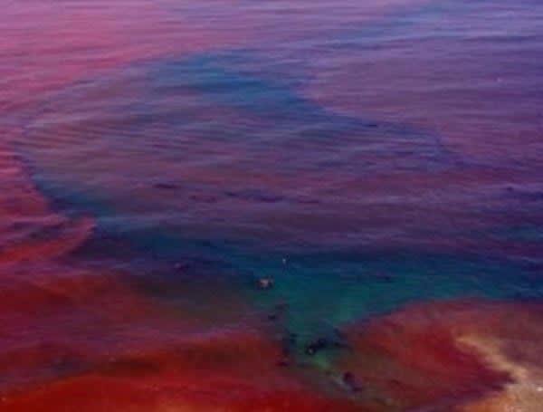 Red Tide Blooms Detected Along Florida’s Gulf Coast