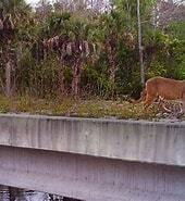 Florida animals use wildlife crossings. Pictures prove it.