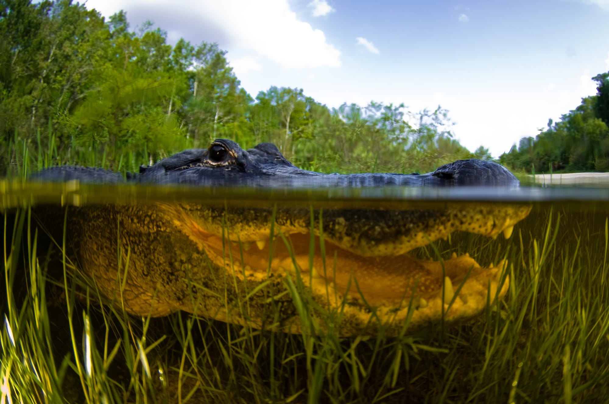 This Florida lake could be home to 30,000 alligators. Here are lakes with highest gator counts