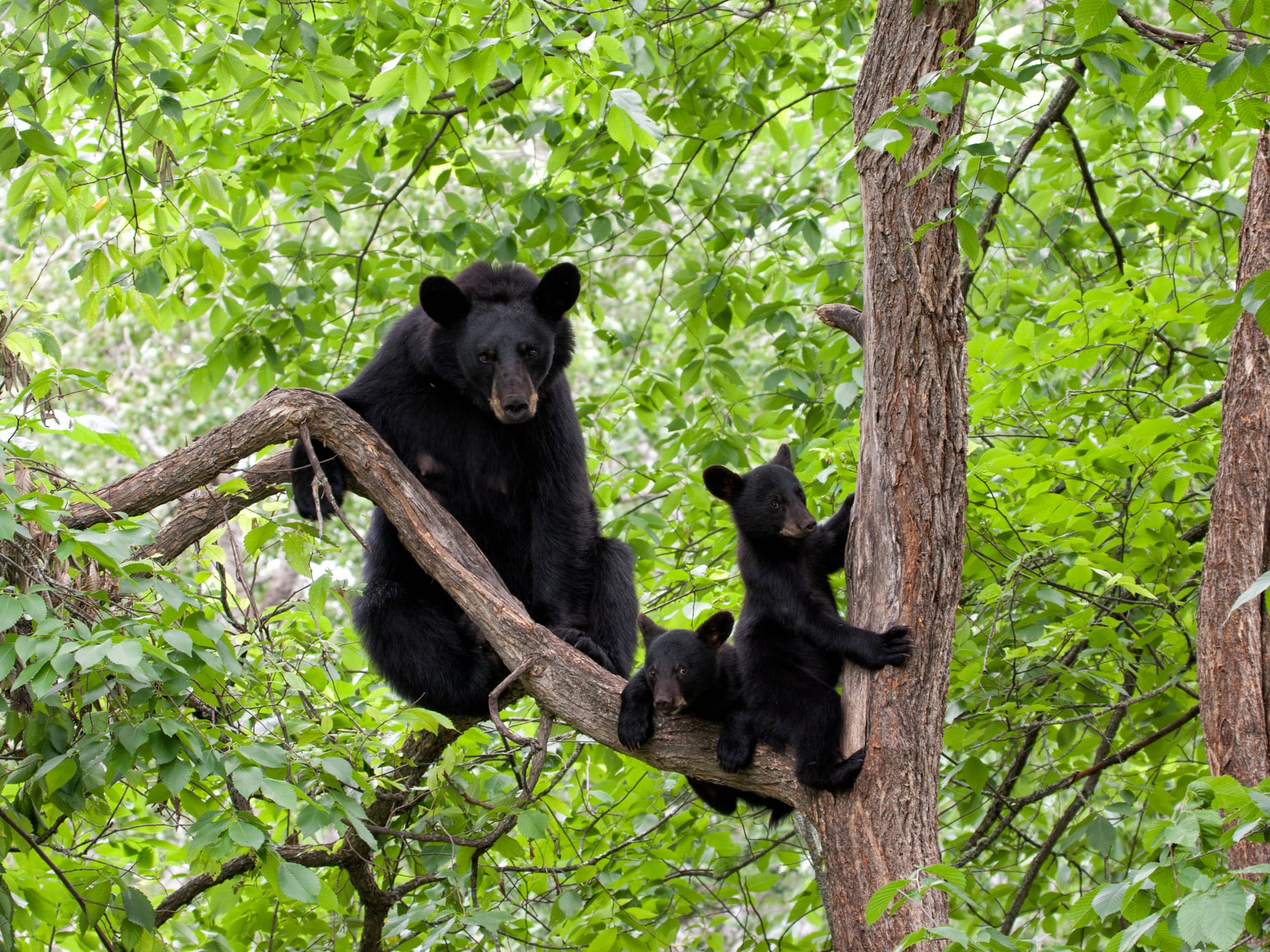 Defenders Condemns Passage of Harmful Florida Bear Killing Bill