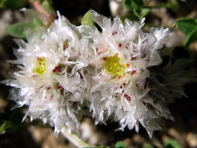 הצמח לאבנים בכליות- אלמוות הכסף