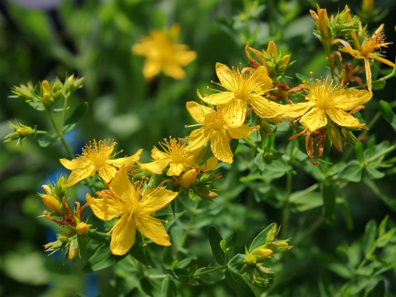 Whole Flower Healing Teas
