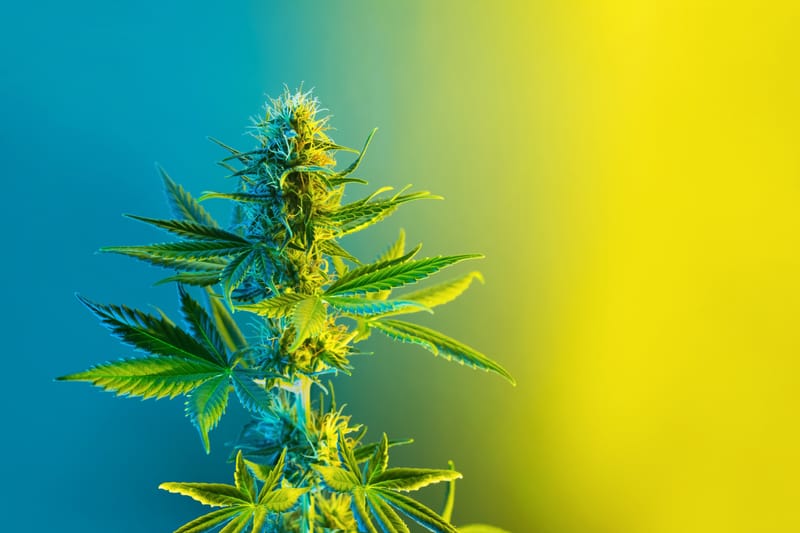 Understanding THC and CBD