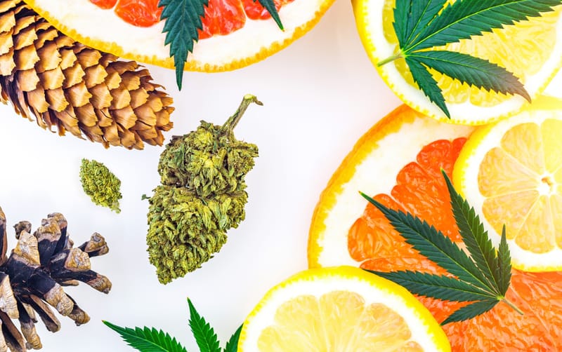 Why Terpenes Matter