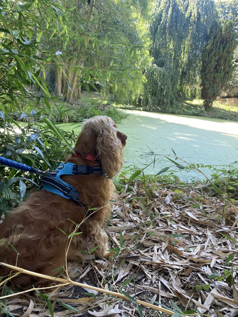 Promenades Quotidiennes