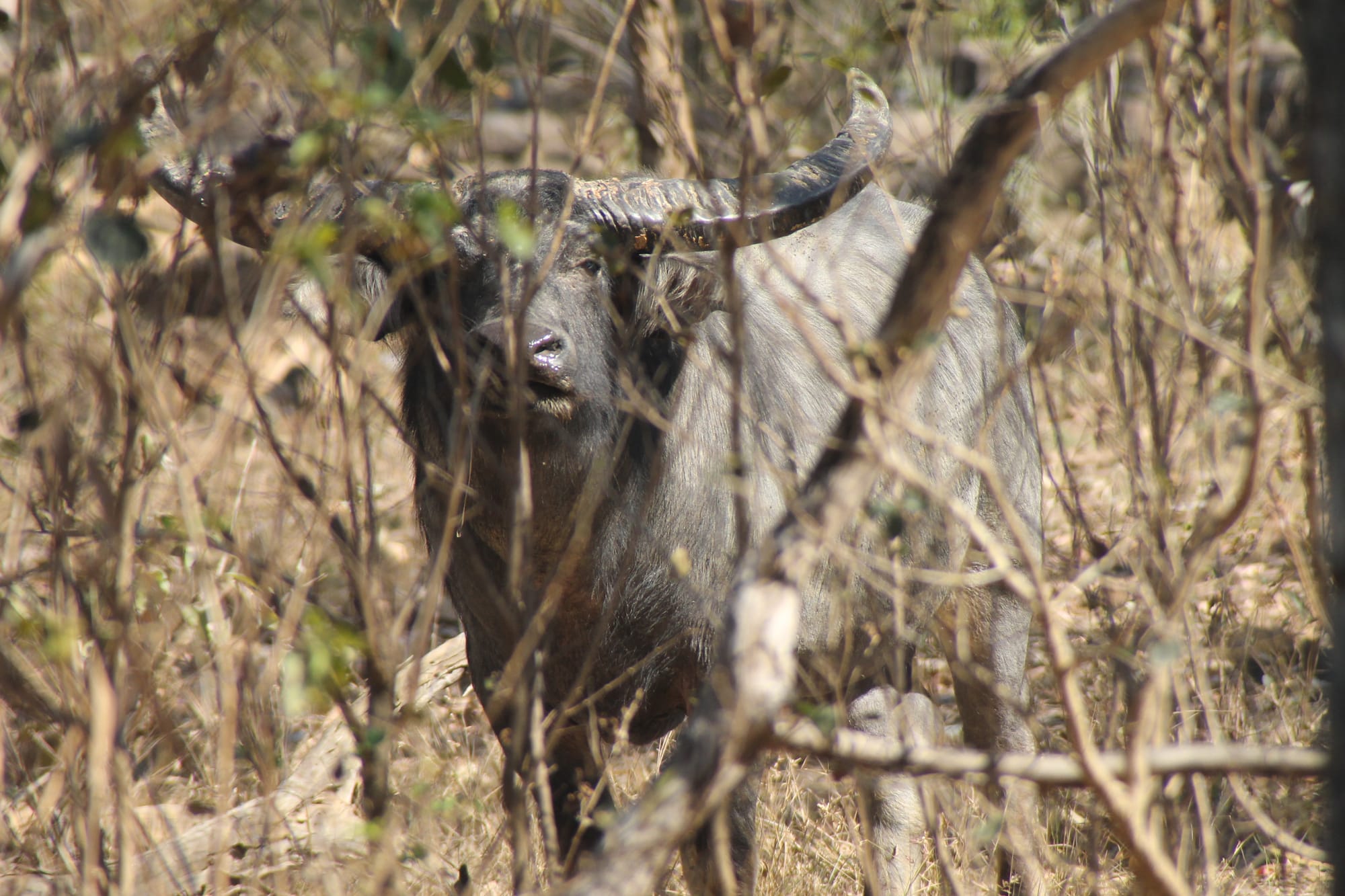 Mimal Feral Animal Project