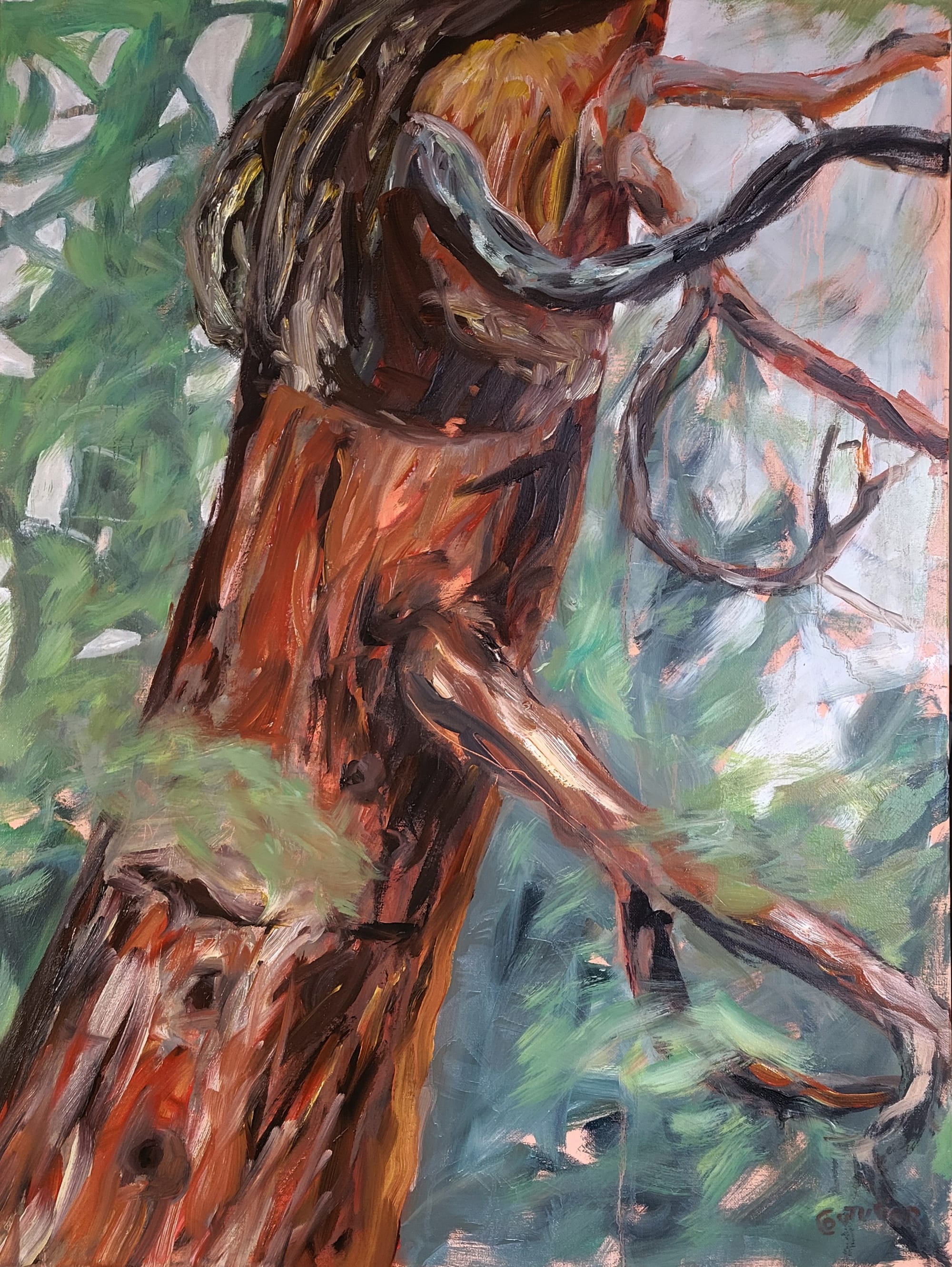 Sequoïadendron giganteum