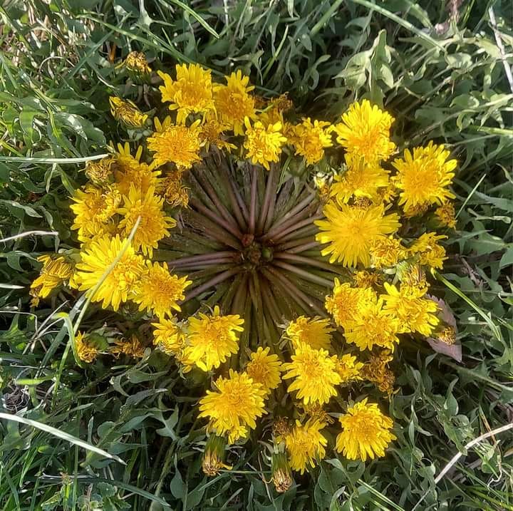 Folk Herbalism and Holistic Arts