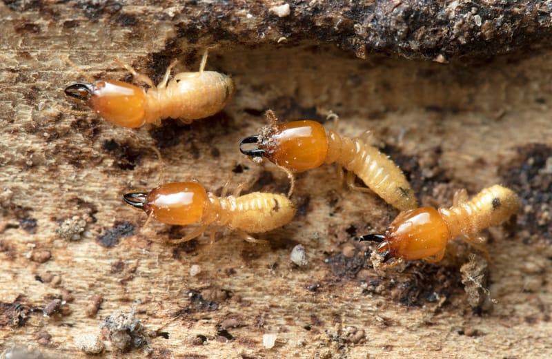 The Role of Termite Inspections in Maintaining Property Value