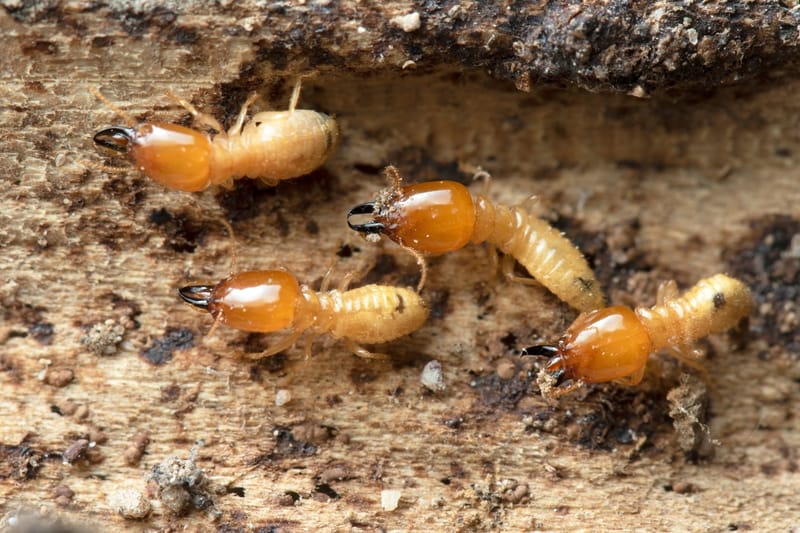 Chemical vs. Natural Termite Treatments: Which Is Safer for Your Home?