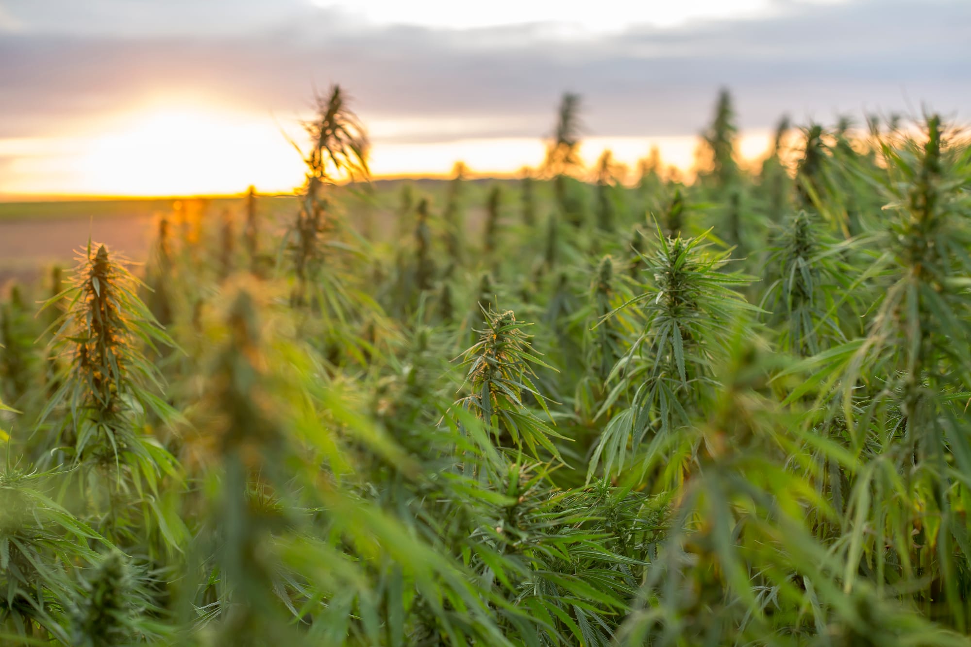 Grundlegende Schritte beim Cannabis Anbau