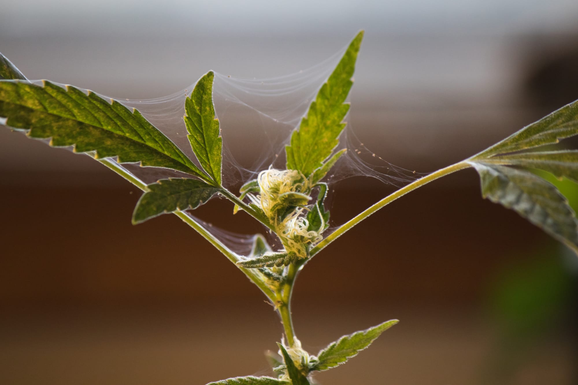 Schädlinge beim Cannabisanbau