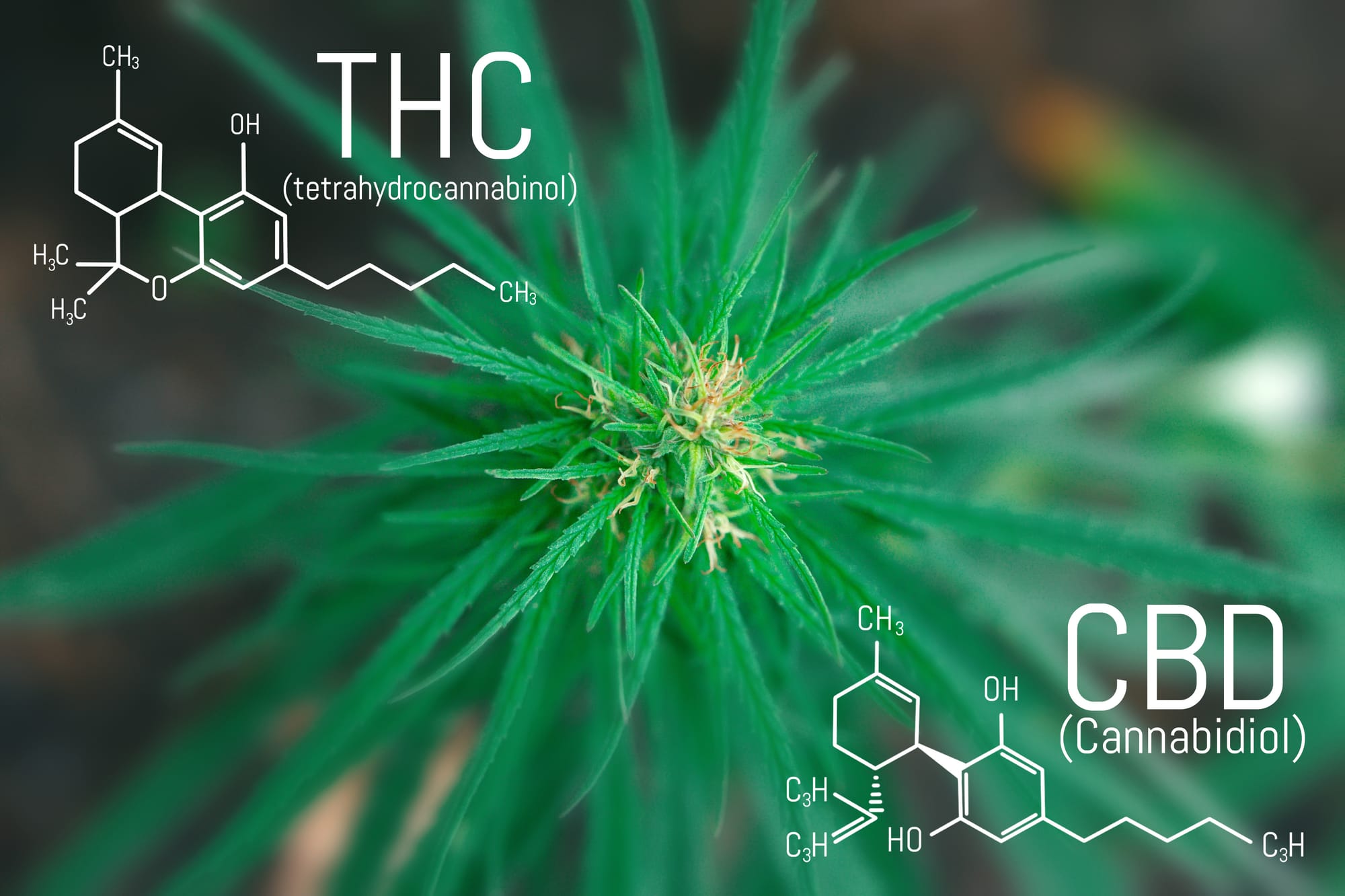 Cannabinoide - CBD & THC