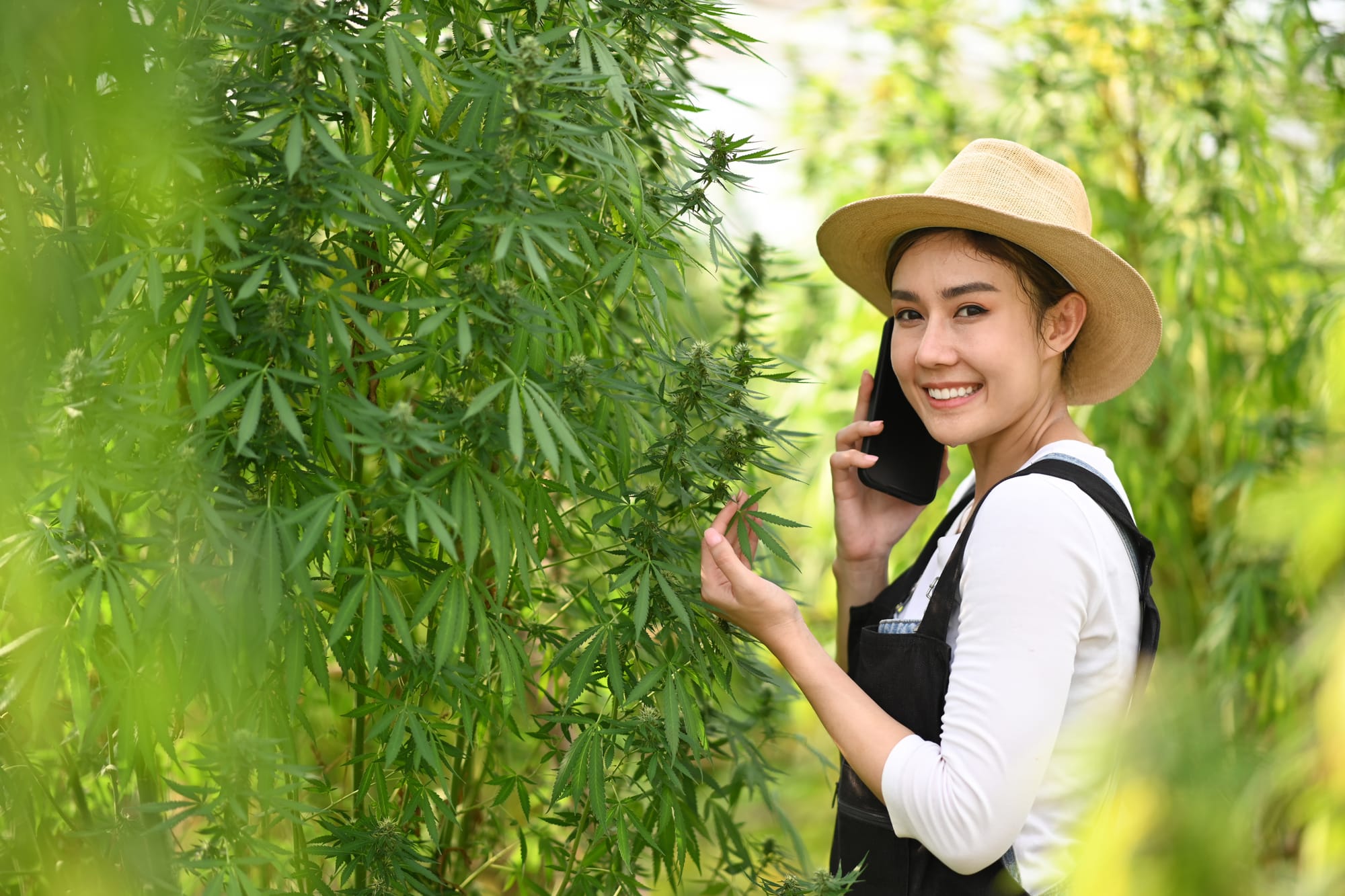 Die Legalisierung von Cannabis in Thailand