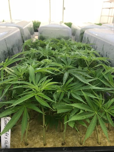 Wie schneide ich meine eigenen Cannabis Stecklinge ?