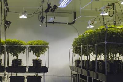 Grow Equipment für den Indoor Anbau