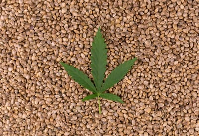 Die bekanntesten Sorten der führenden Cannabis-Samenbanken