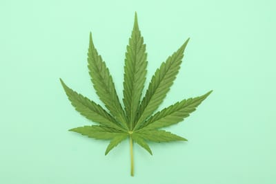 Neue Cannabis-Sorten für 2025