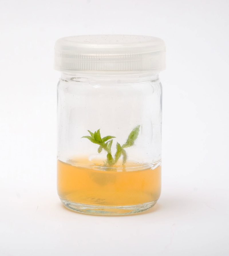 Tissue Culture