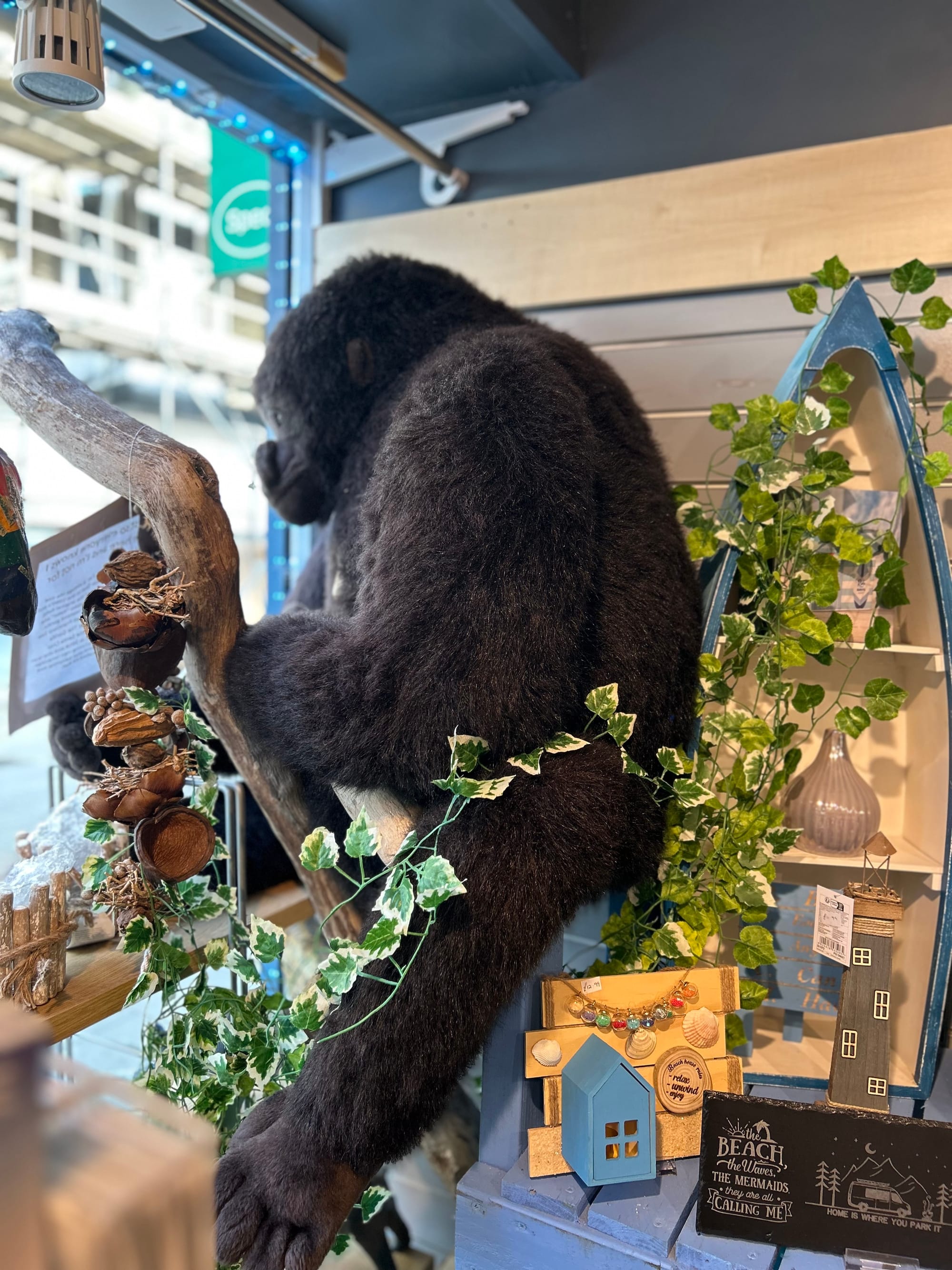 Koko our resident gorilla :)