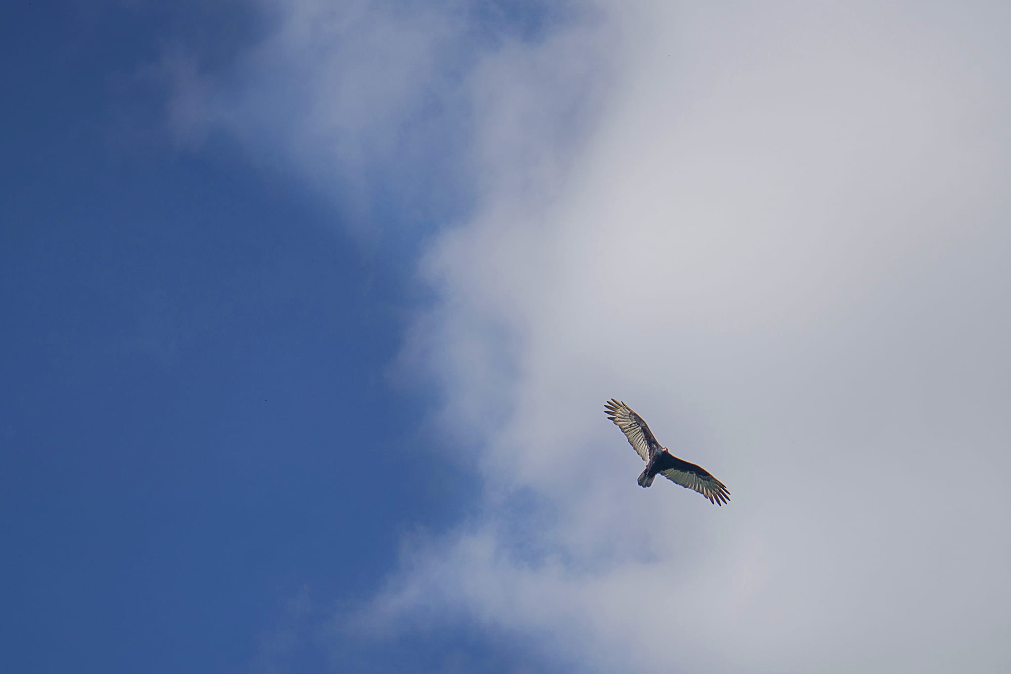 أفضل 10 طرق فعالة لطرد الحمام من منزلك