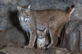 Le lynx du Canada