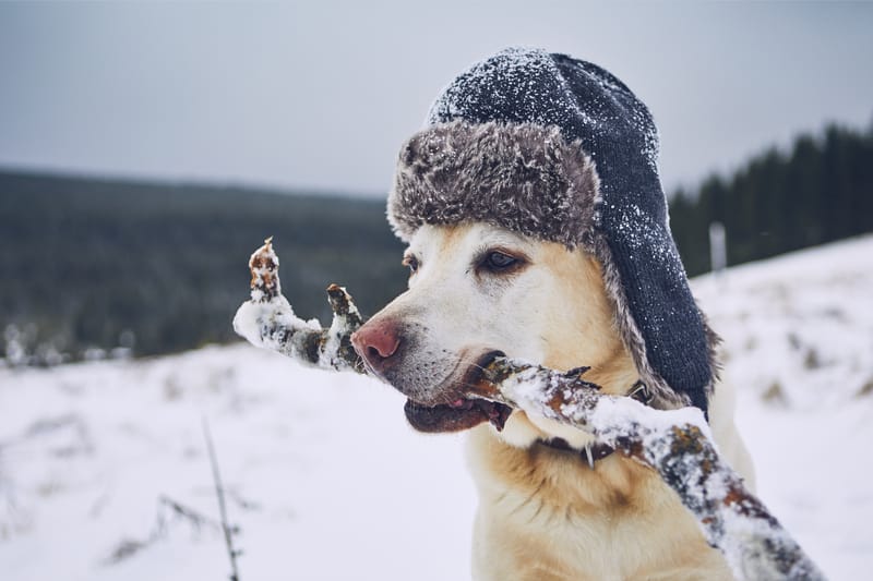 winterwedstrijd