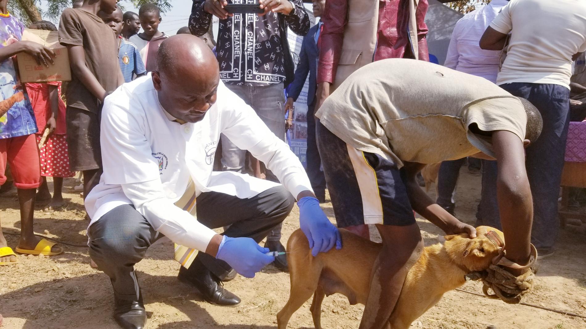 Santé animale : Plus de 160.000 doses pour vacciner des animaux de compagnie contre la rage à Bangui