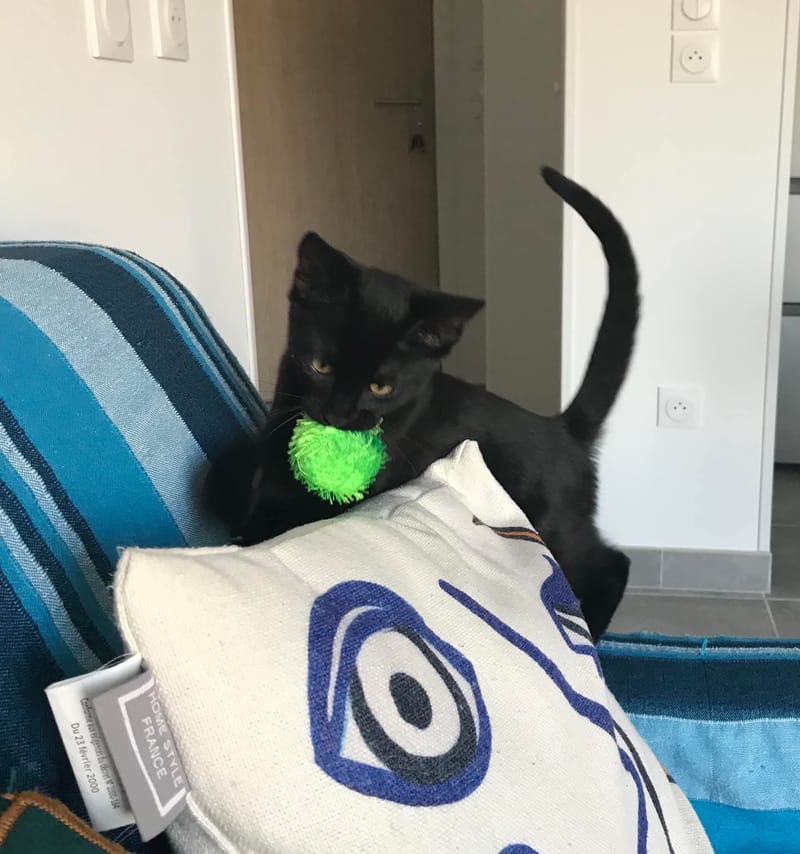 Génial un chat qui rapporte