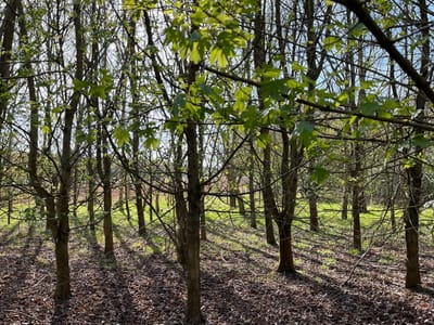 One years solemn promise