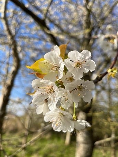The power of a silent walk