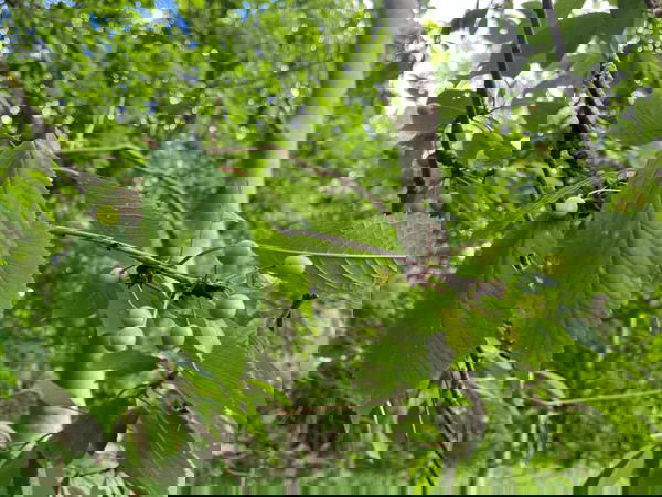 Wild cherries
