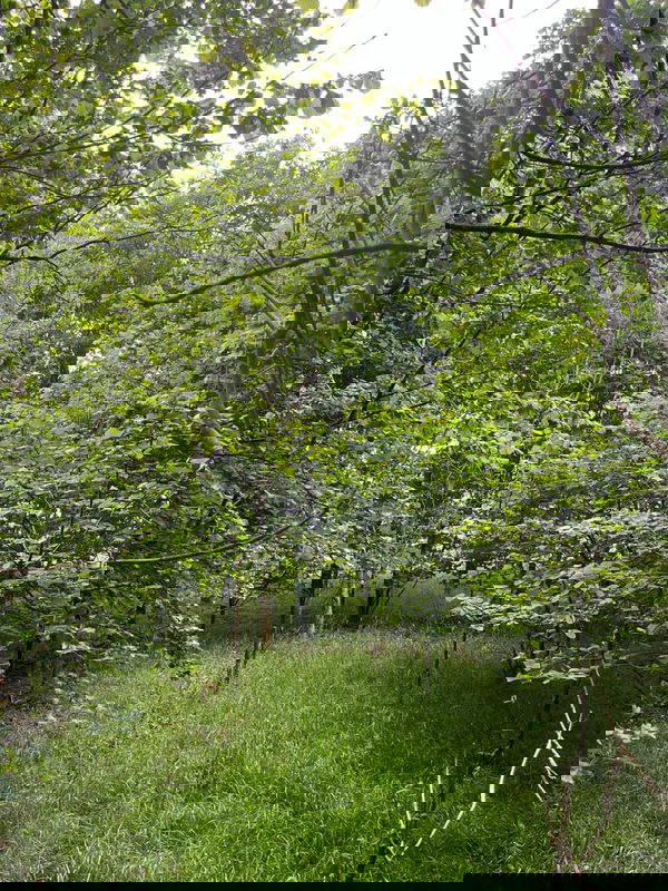 Micro glade near Hundred Oak