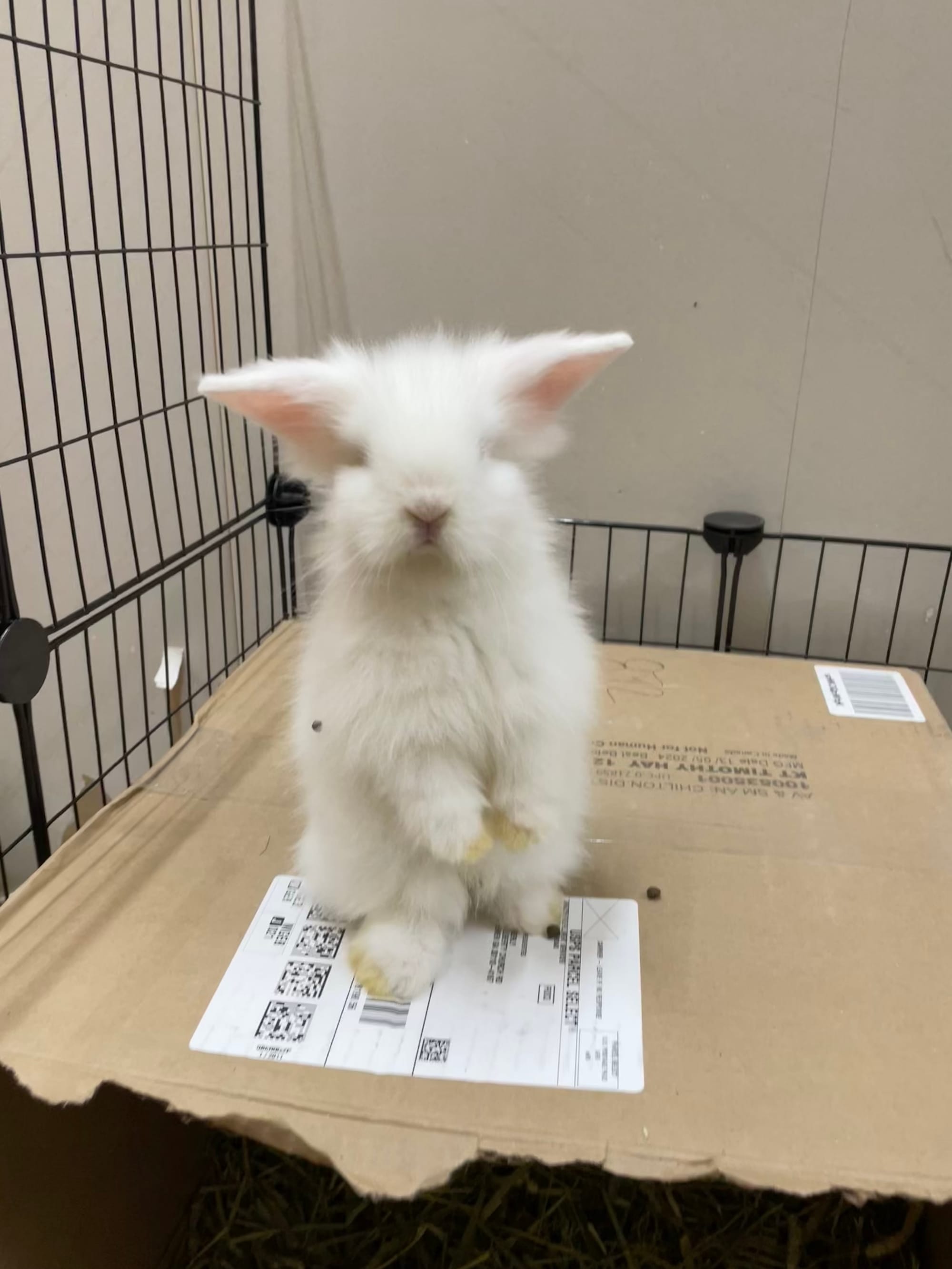 What Bunnies Love