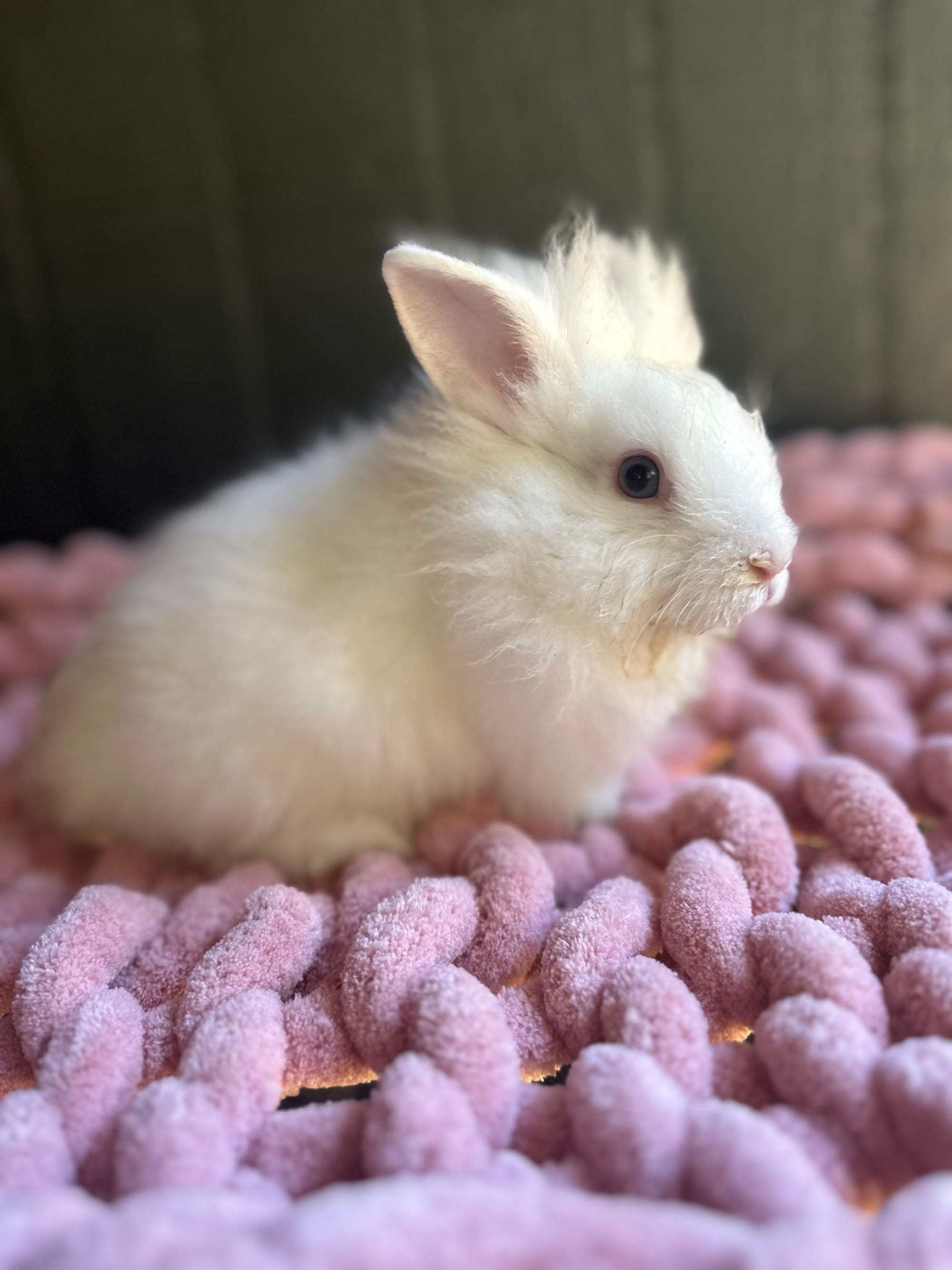 Blue Eyed White