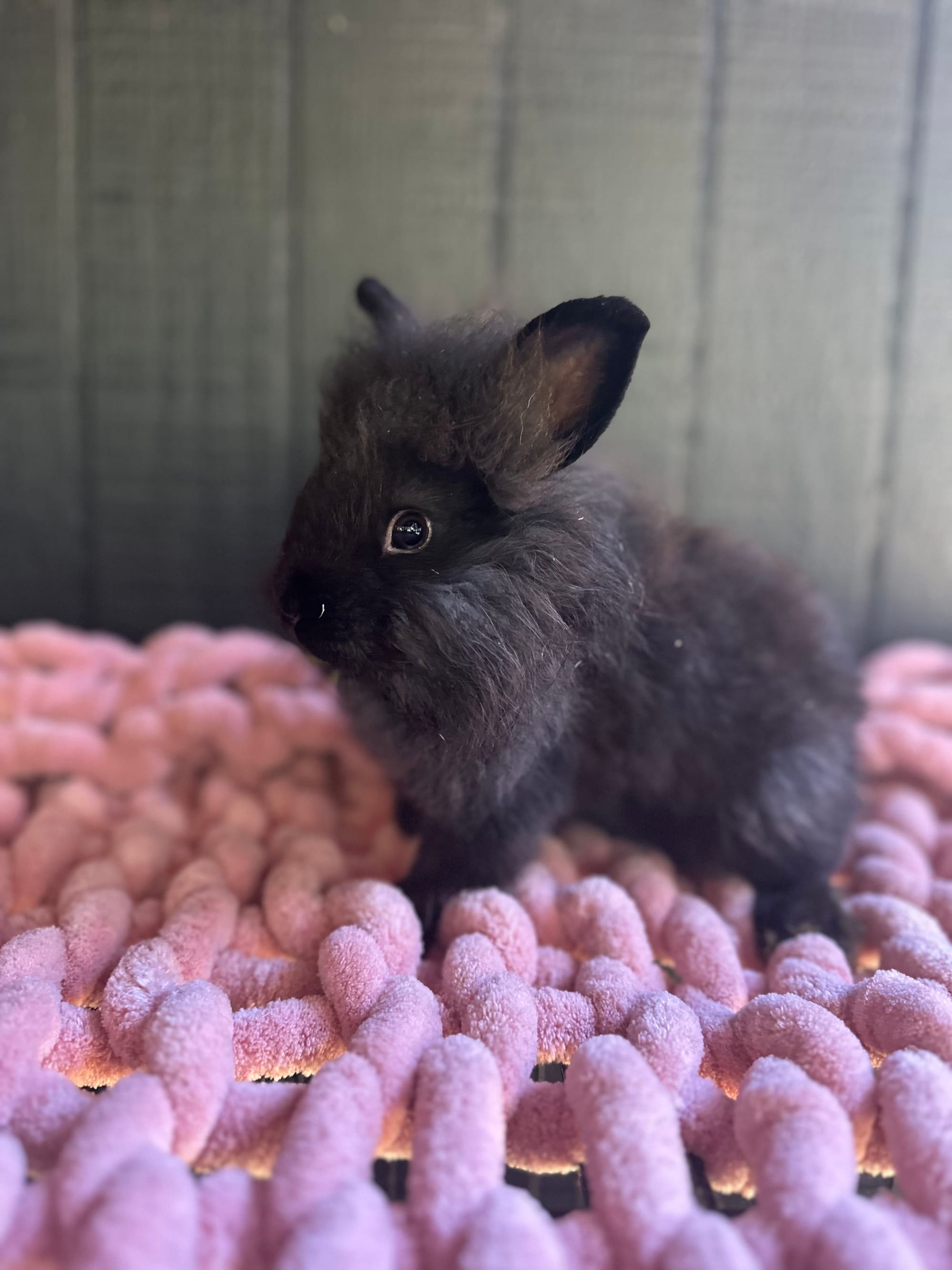 **RESERVED** Black