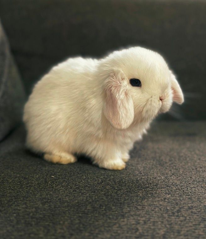 Pedigree Holland Lop