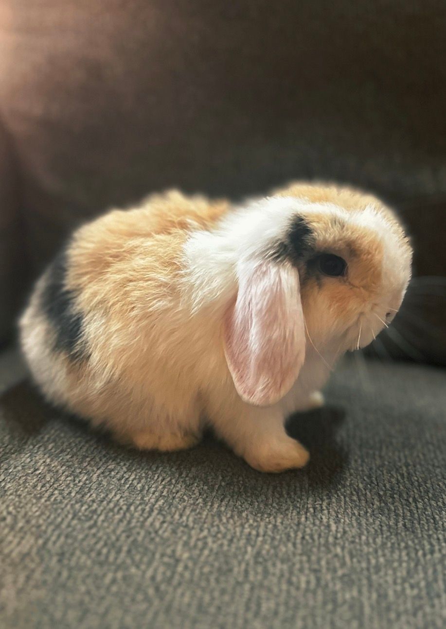 Pedigree Holland Lop