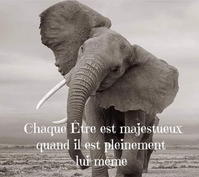 La communication animale : pourquoi faire ?