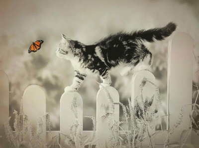 Les humains et les animaux