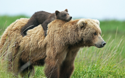 Animal Totem: L’ours