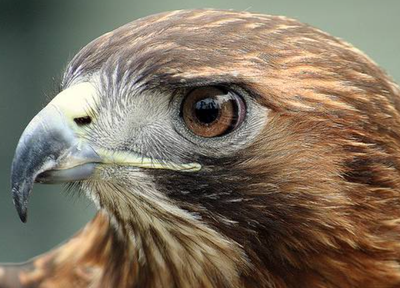 Animal Totem : Le faucon, l’aigle