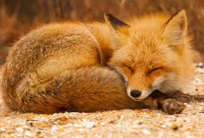 Symbolique du renard