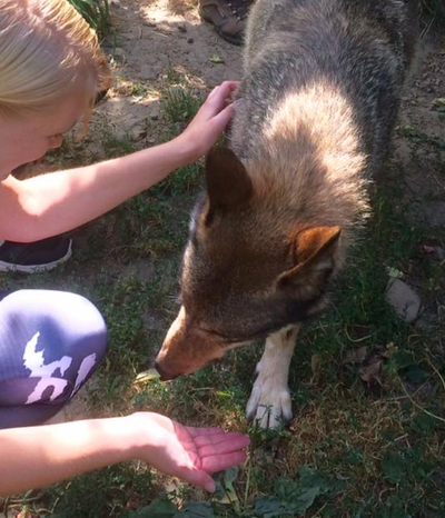 Animal Totem : Le Loup