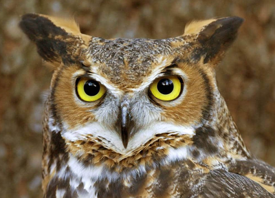 Animal Totem : Le hibou la chouette