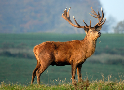 Le Totem du Cerf ou de la Biche