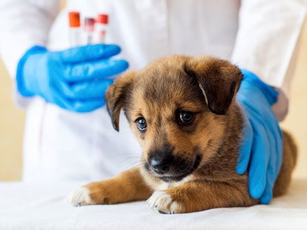 Exames Laboratoriais