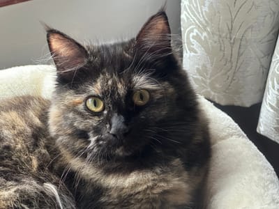 Our latest addition to JMPS