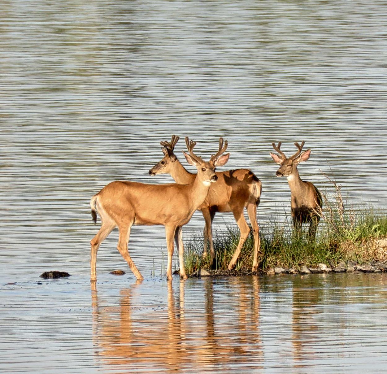 3 young Bucks