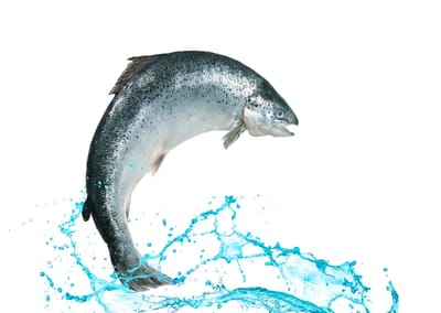 BC Freshwater Fishing Regulations